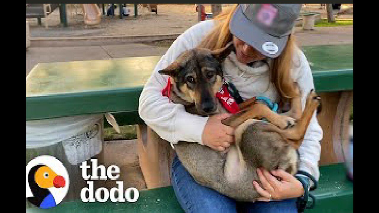 Dog Always Tucked His Tail Between His Legs Until... | The Dodo