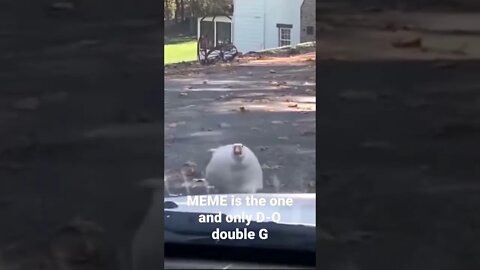 MEME is the one and only D-O double G 🤣🦧 #shorts #trending #loosegoose #goose