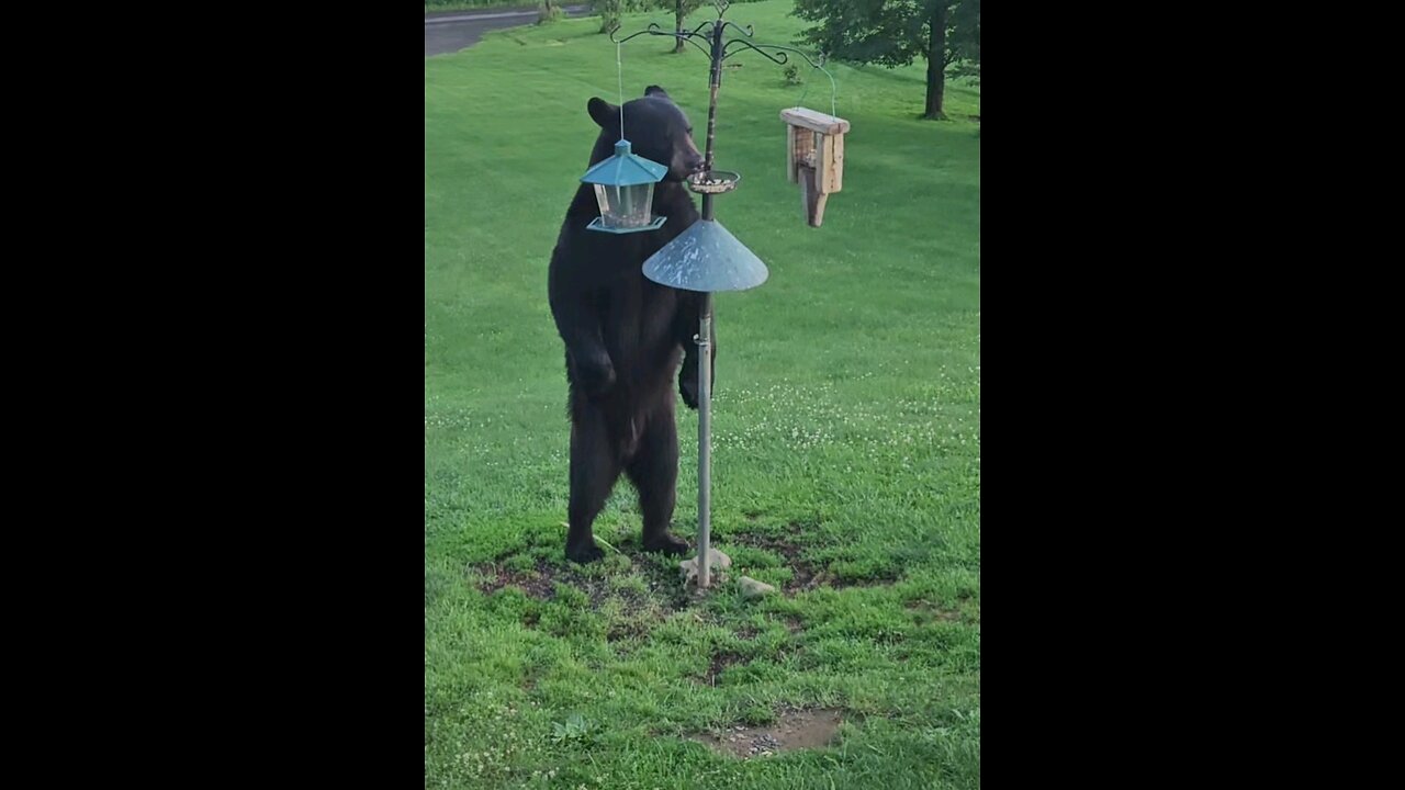 Black Bear In Broad Daylight