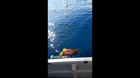 fish caught in the worst way