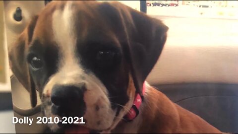 Dolly 2010-2021