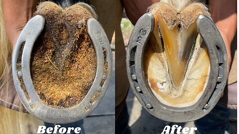 Hoof Restoration | Satisfying