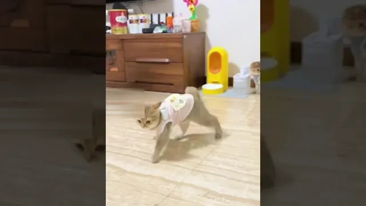 amazing and cute cats #cats2022 #Petsandwild #adorablecats
