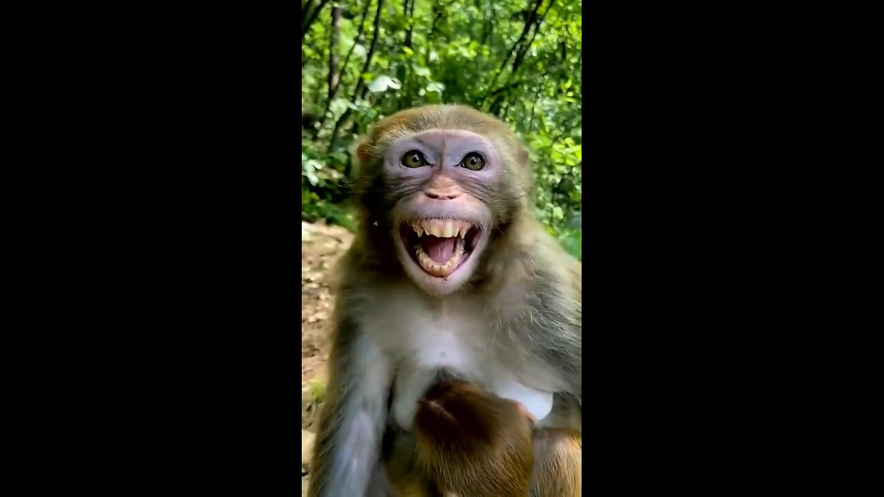 monkey laughing