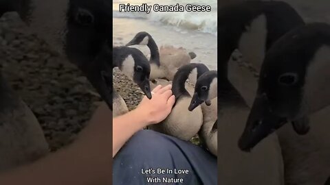 🐧Featured Animals #shorts