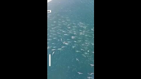 A huge school of sharks was spotted by oil platform workers