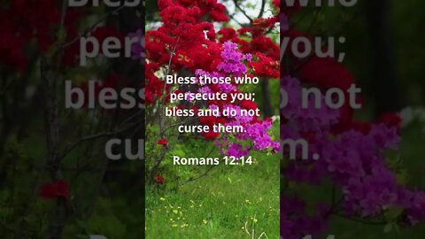 GOD'S RULES, NOT THEIRS! | MEMORIZE HIS VERSES TODAY | Romans 12:14
