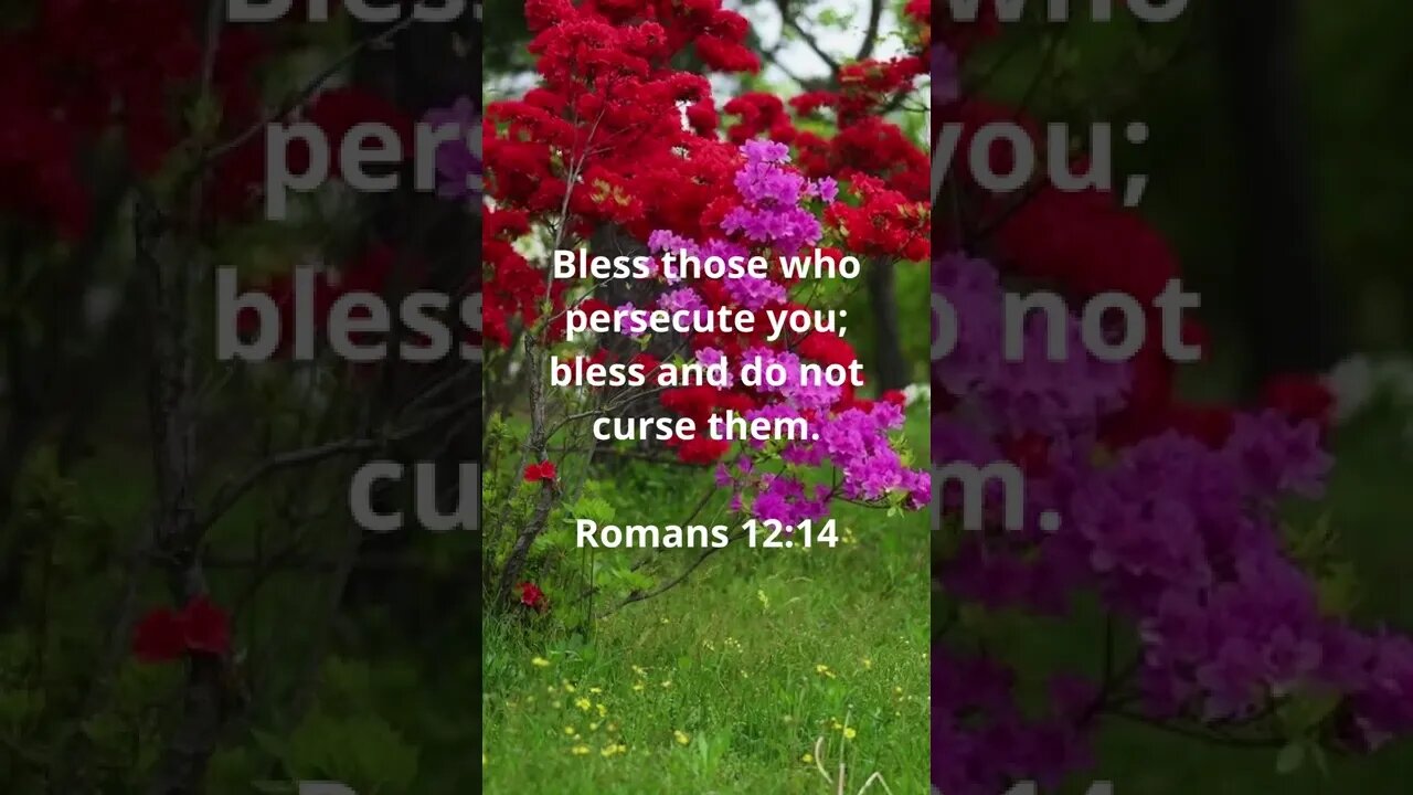 GOD'S RULES, NOT THEIRS! | MEMORIZE HIS VERSES TODAY | Romans 12:14