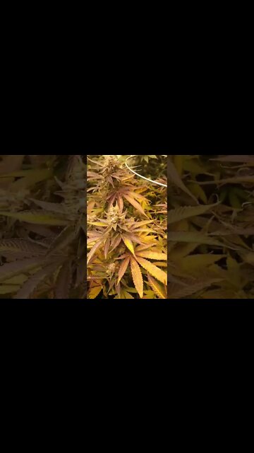 Purple Punch from Barney's farm...She was a fantastic looker!! #shorts #purplepunch