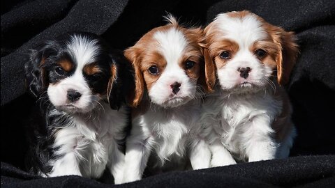 Cute baby animals