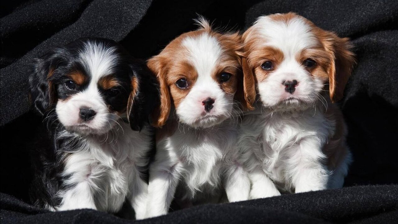 Cute baby animals