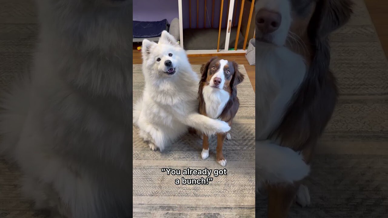 How my dogs ask for a treat ✨ YOU CANT RESIST! 😂