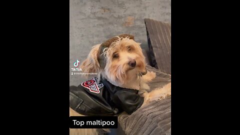 TOP MALTIPOO