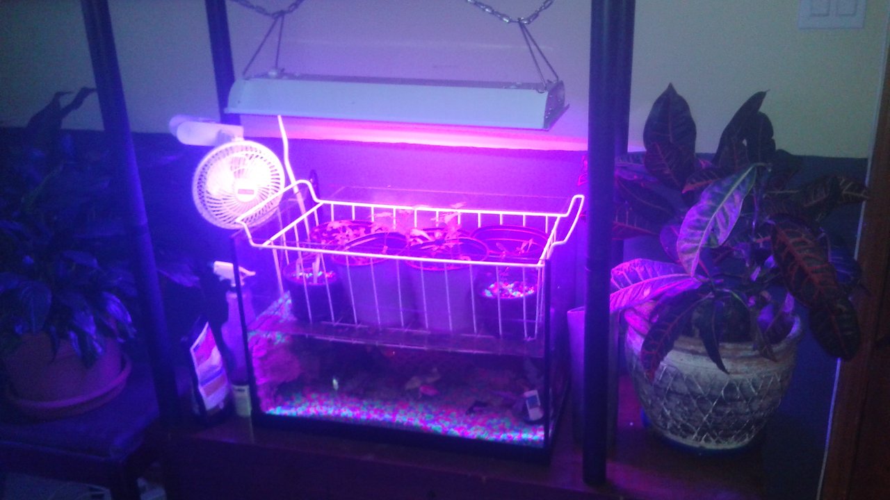 1 month old fluorescent aquaponic