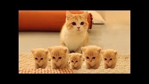 Funniest 😻 Cats and Dogs - Animals Videos