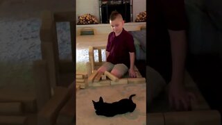 Disco cat 🐈‍⬛ likes to crash the scene!💥#shorts #viral #tiktok #trending