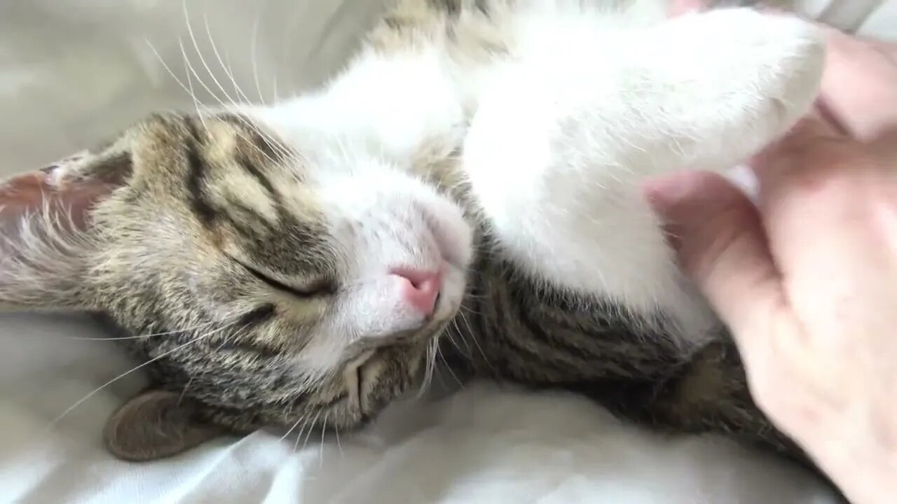 Cute Cat Sleeping ASMR