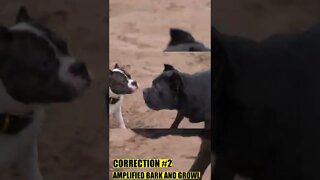 Cane Corso CORRECTS American Bully #shorts #pets #canecorso