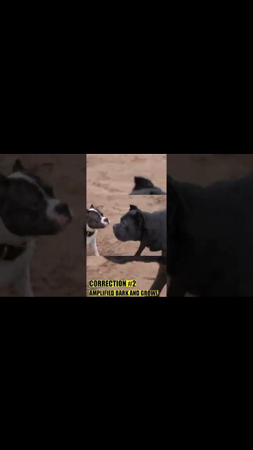 Cane Corso CORRECTS American Bully #shorts #pets #canecorso