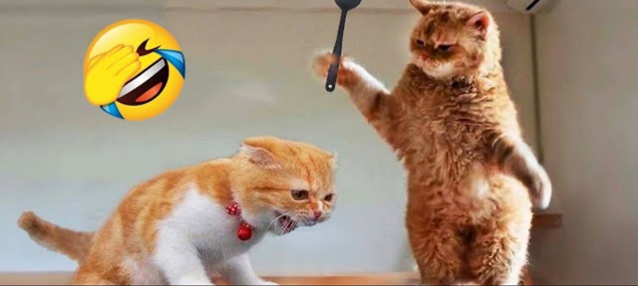 Funniest animals 2023 🤣 new funny cats 🐈 and 🐕 video 📹 🤣