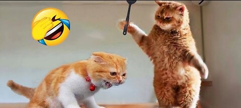 Funniest animals 2023 🤣 new funny cats 🐈 and 🐕 video 📹 🤣