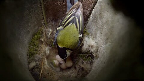 How Do Birds Incubate Their Eggs? | Attenborough's Wonder of Eggs | BBC Earth