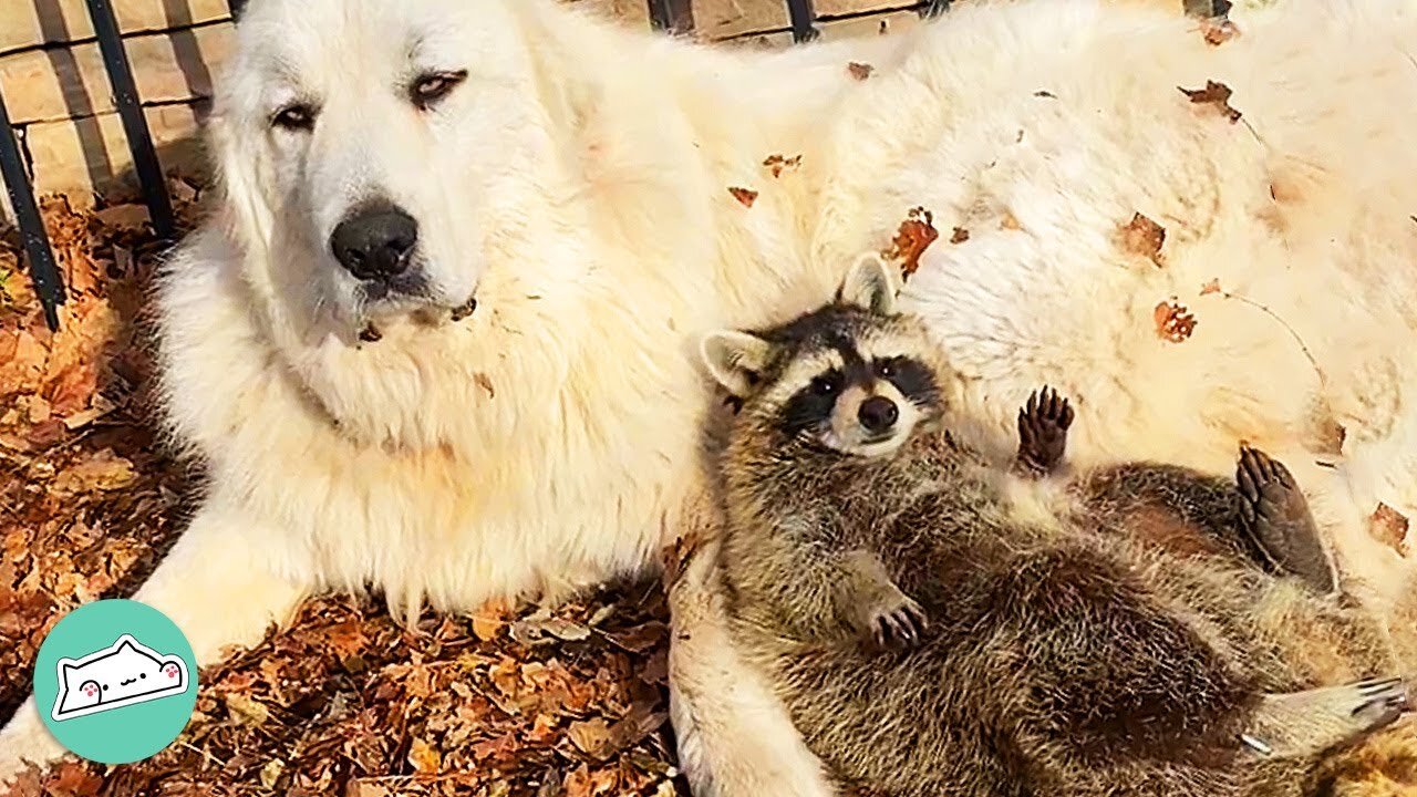 This Raccoon Can’t Walk, But Spreads Love To Dog BFF | Furry Buddies