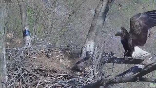 Hays Bald Eagles Mom does not tolerate a peek a boo Squirrel Kit 2022 04 25 1034am