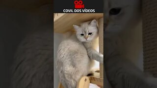 quando o seu gato tá chato