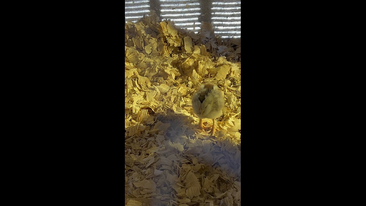 Babies get moved to the brooder