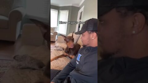 Blow At Your Dog | suavexavier | Funny Doberman (knox)