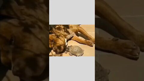 Not today Timmy...😂🐶🐢