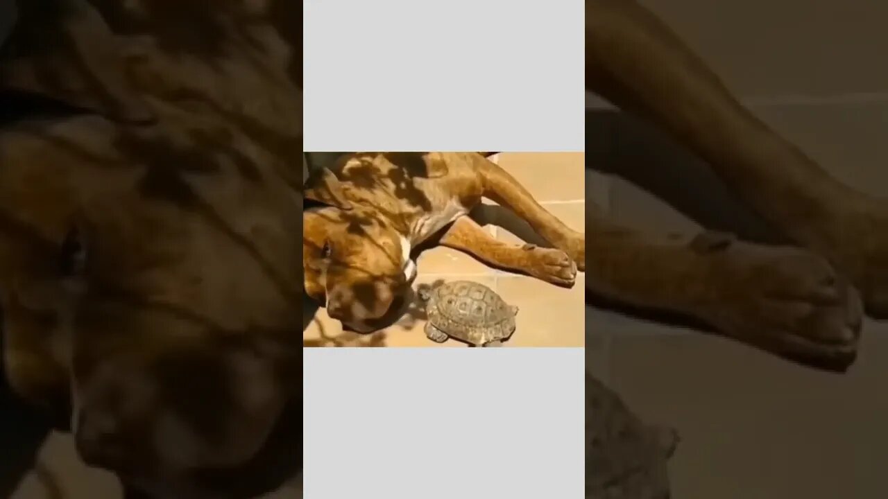 Not today Timmy...😂🐶🐢