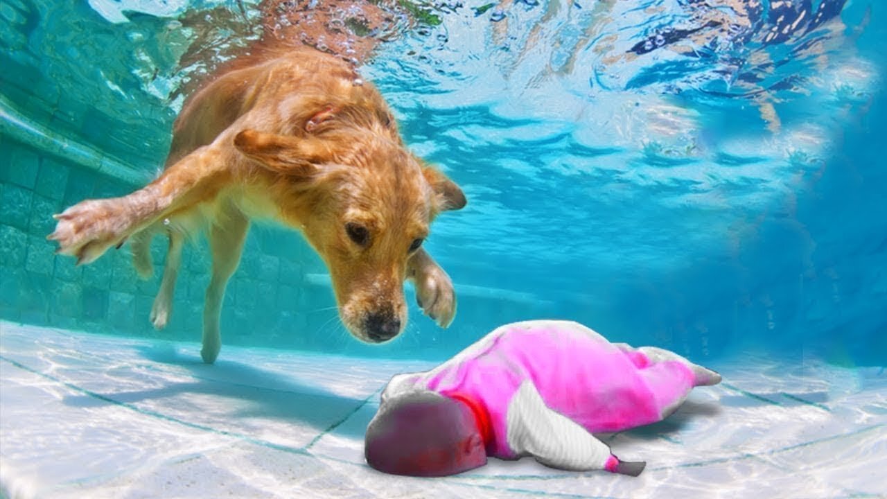 This Dog Risked His Life to save His Girl..Real Hero !