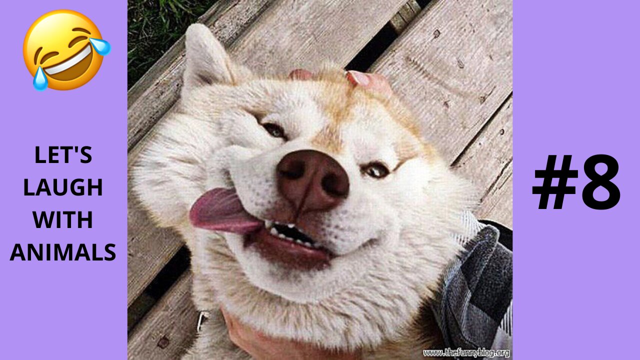 LET'S LAUGH WITH ANIMALS | #8