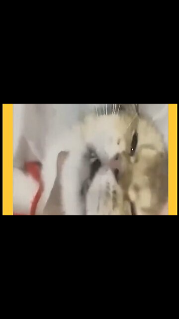 Funny cat video 😂