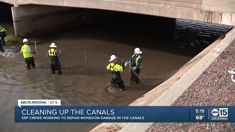 Why SRP are relocating fish and draining Valley canals