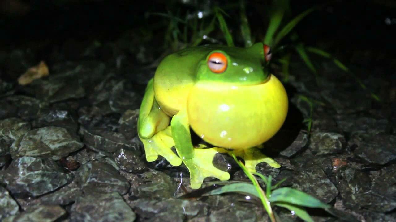 My BIG FAT Green Tree Frog!