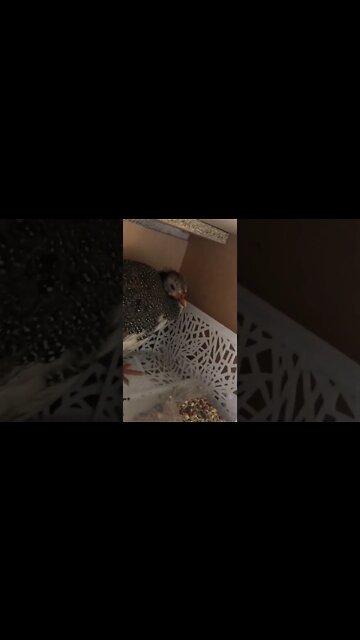 Novel water system to prevent spillage in small box for injured bird