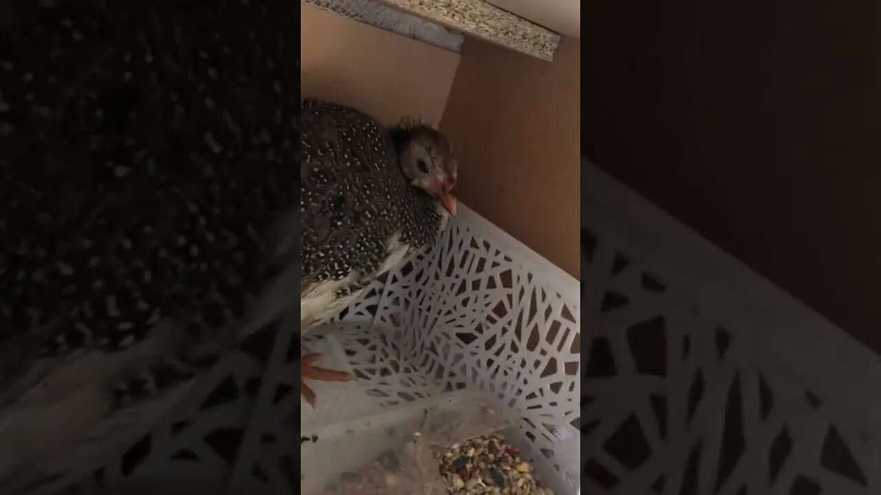 Novel water system to prevent spillage in small box for injured bird