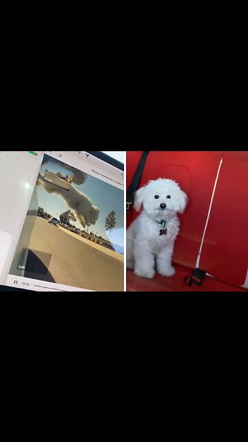 Naughty Pup Attempts Great Escape By Jumping Out Of Moving Car