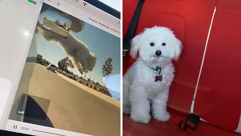 Naughty Pup Attempts Great Escape By Jumping Out Of Moving Car