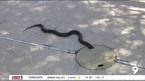 King snake in pool skimmer basket