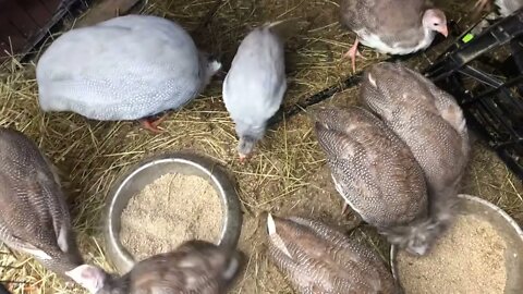 Long visit with the baby coloured guinea fowl. Silver, cinnamon, chocolate and lavender.