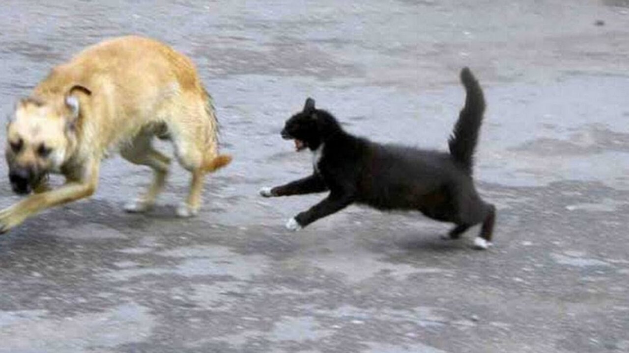 Funny cases of cats and dogs 3