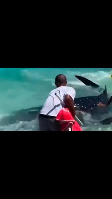 Lifeguards rescue stranded baby whale shark near Cape Town