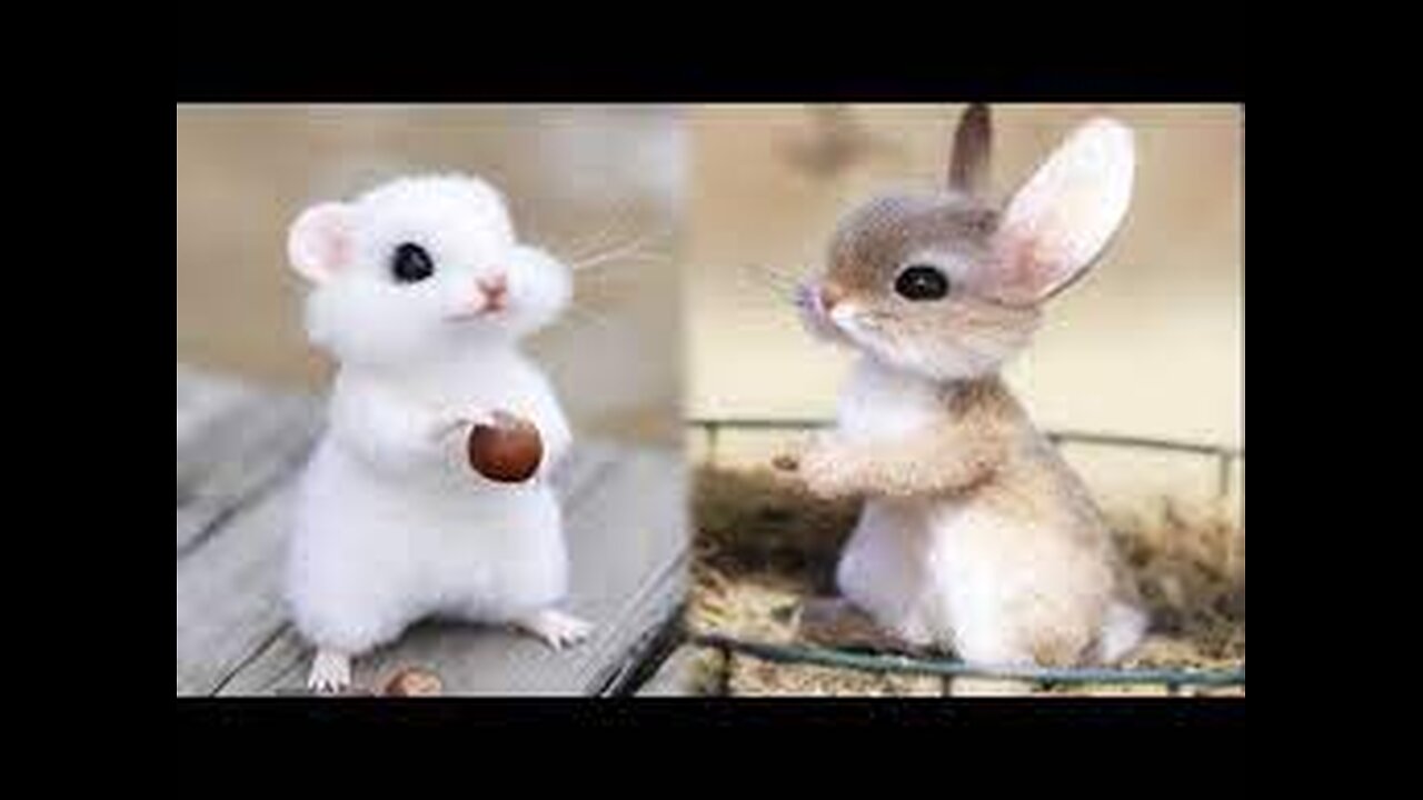 Cute baby animals compilation