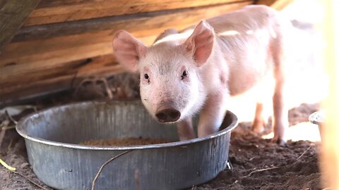 I Paid $250 for 5 Pigs - First Time Raising Pastured Pigs on our Minnesota Homestead