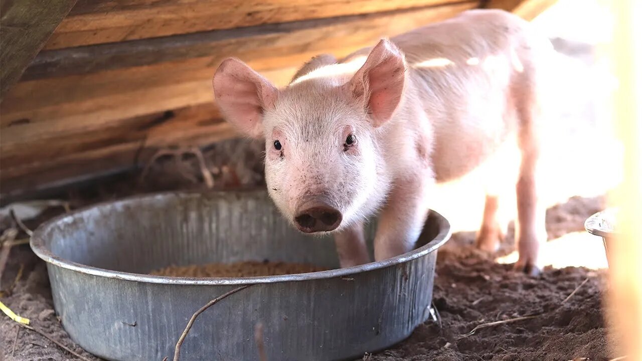 I Paid $250 for 5 Pigs - First Time Raising Pastured Pigs on our Minnesota Homestead