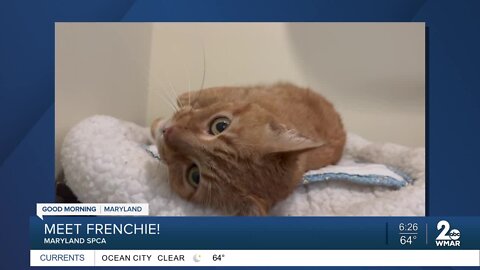 Frenchie the cat is up for adoption at the Maryland SPCA